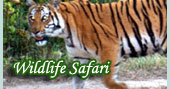 Wildlife Jungle Safari / Wild Adventure / Chitwan / Bardia National Park & Wildlife Reserve, Chtawan national park, Safri tour in nepal....